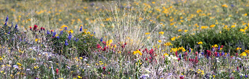 Wild Flowers in Fall Grass 7233
